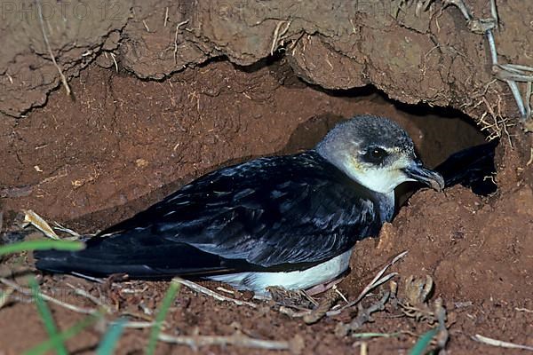 Black-winged Petrel