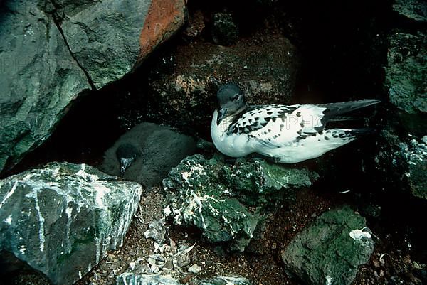 Cape Petrel