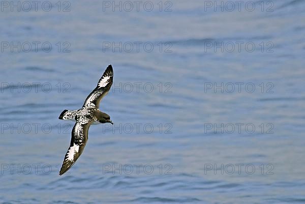 Pintado or Cape Petrel