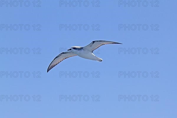 Cook's Petrel