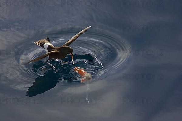 Wilson's wilson's storm petrel