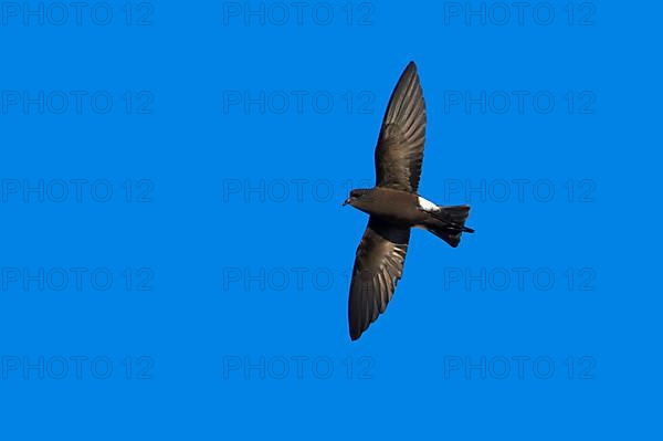 Wilson's storm petrel