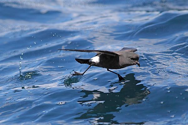 Wilson's Storm-petrel