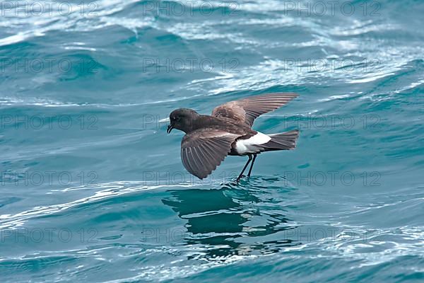 Wilson's storm petrel