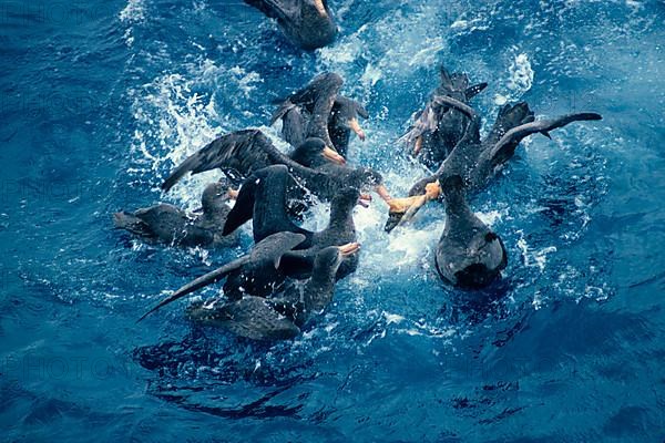 Southern giant petrel