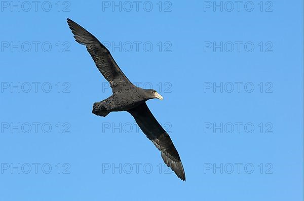 Southern giant petrel