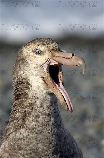 Southern giant petrel