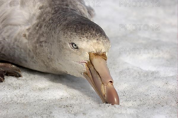 Southern giant petrel