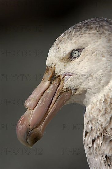 Southern giant petrel