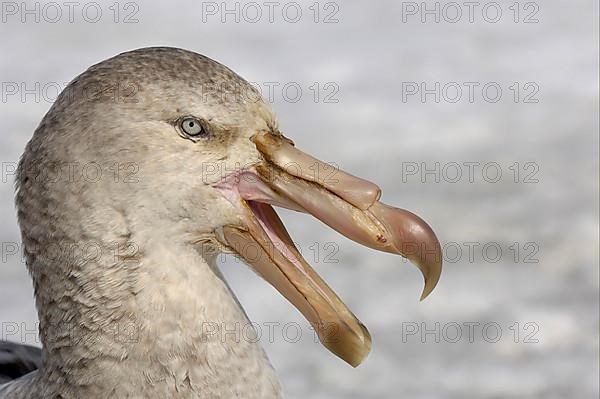 Southern giant petrel