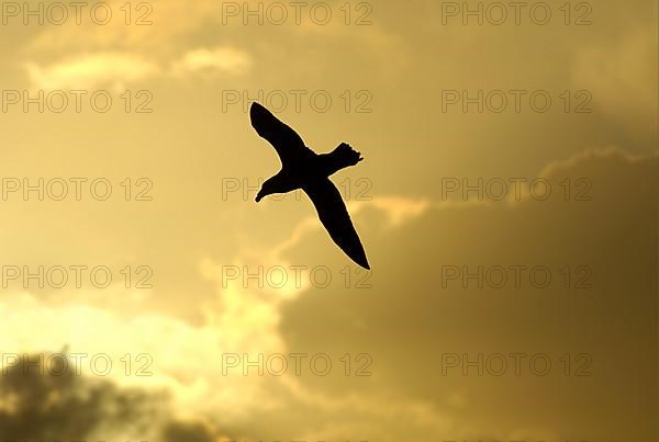 Southern giant petrel