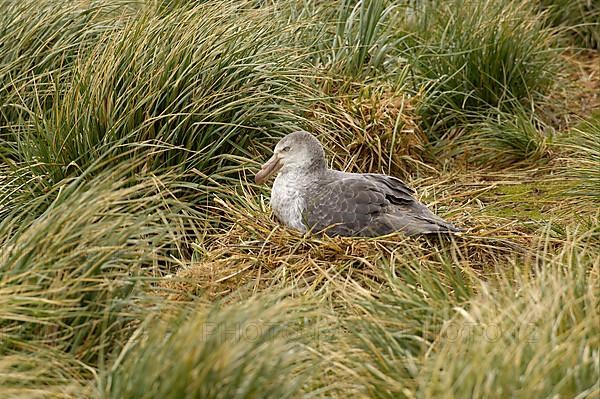 Southern giant petrel