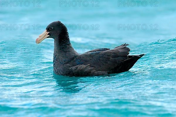 Southern giant petrel