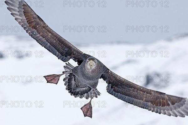 Southern giant petrel