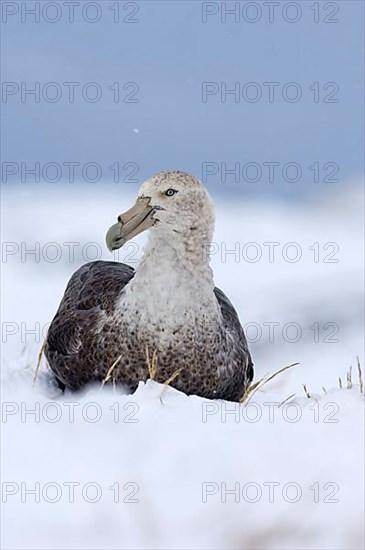 Southern giant petrel