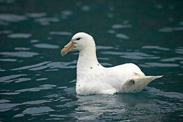 Southern giant petrel