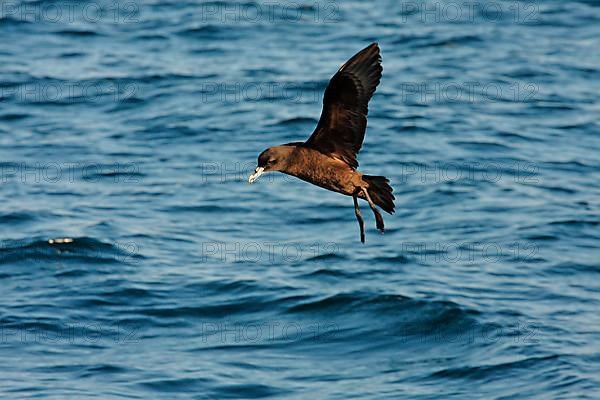 Adult white-chinned petrel