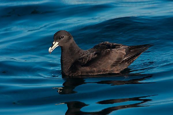 Adult white-chinned petrel