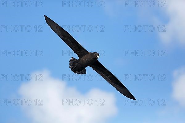 White-chinned Petrel