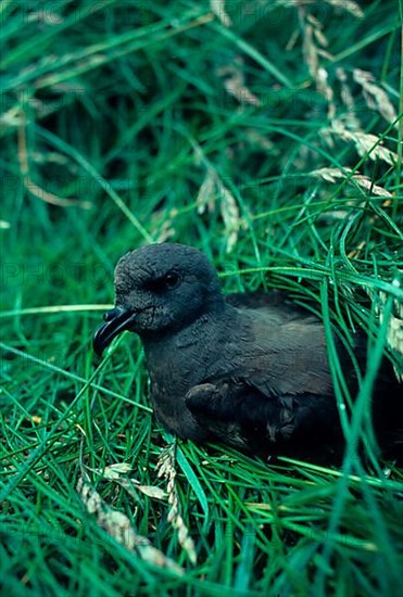 Leach's Petrel Close-up