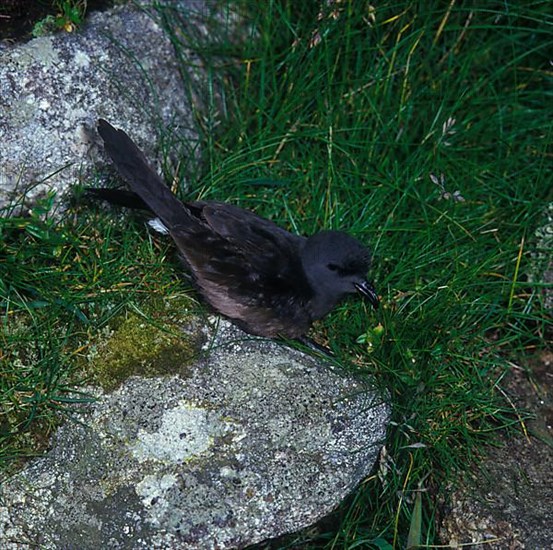 Leach's Storm Petrel Close-up