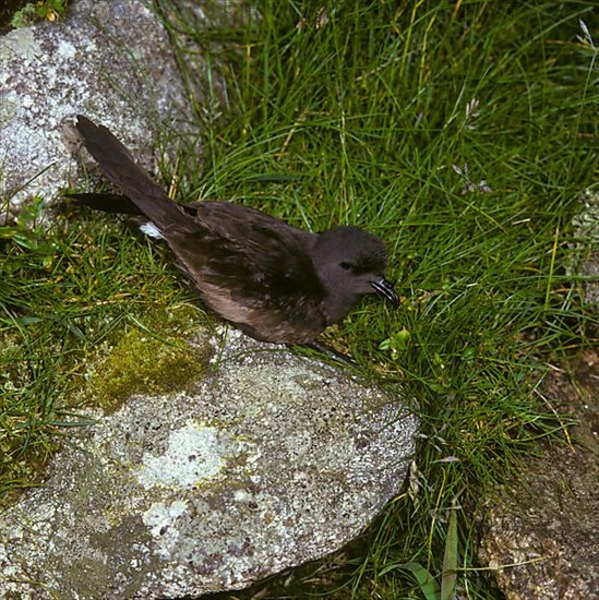 Leach's storm petrel