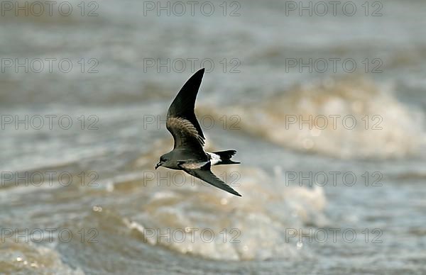 Leach's Petrel