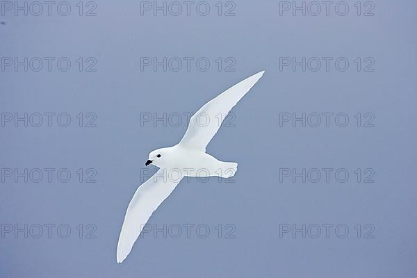 Snow petrel