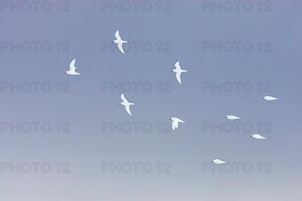 Snow petrel