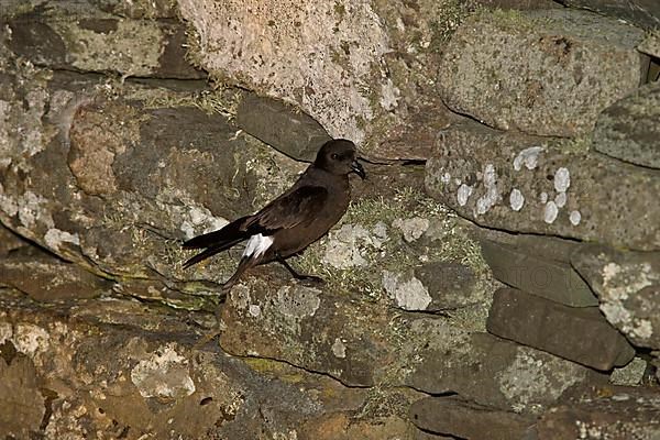 European european storm petrel