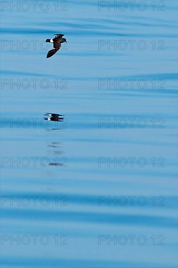 European Storm-petrel