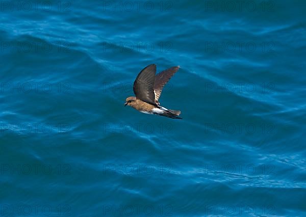 Elliot's storm petrel