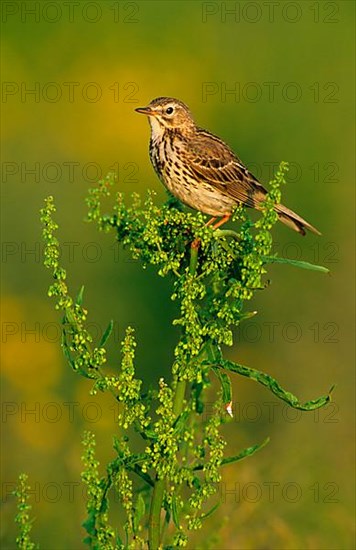 Meadow Pipit