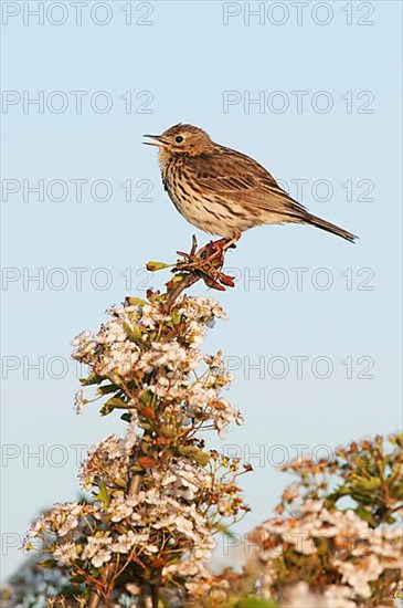 Meadow Pipit