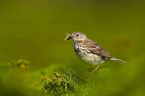 Meadow Pipit