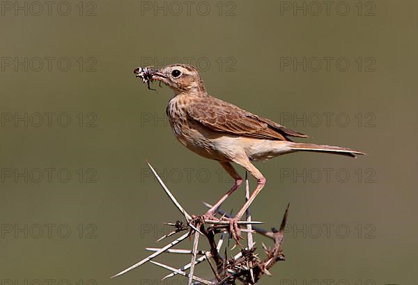 Stilt Pipit