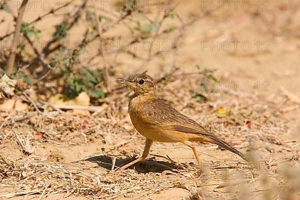 Long-billed Pipit