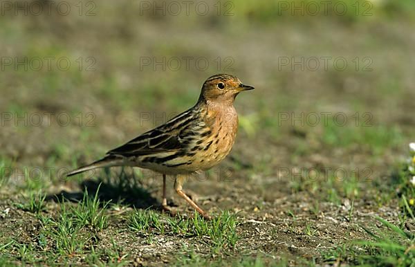 Red-throated pipit