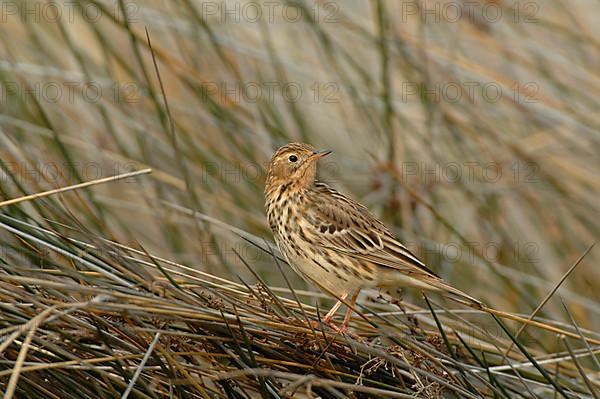 Red-throated Pipit