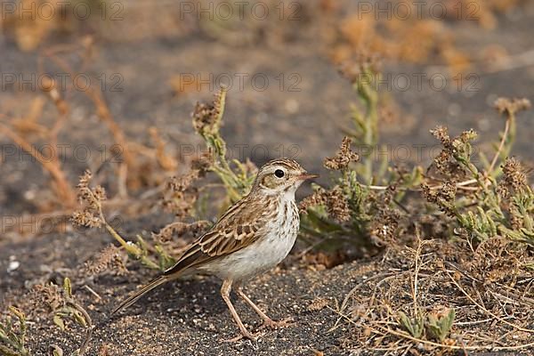 Adult Berthelot's Pipit