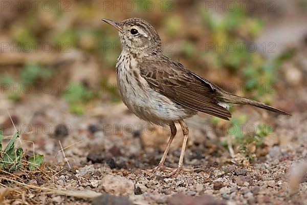 Adult Berthelot's Pipit