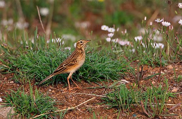 Richard's Pipit