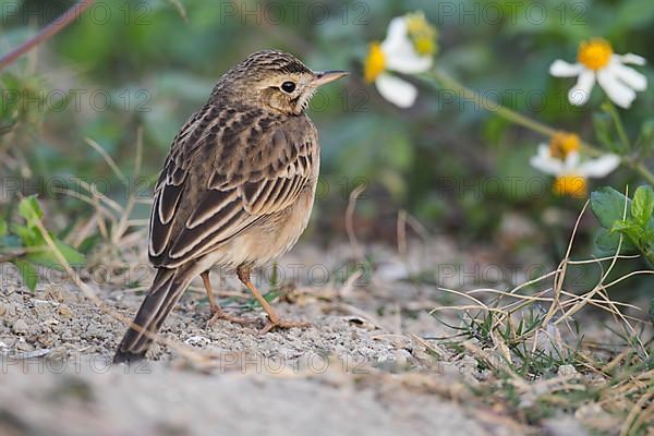 Richard's Pipit