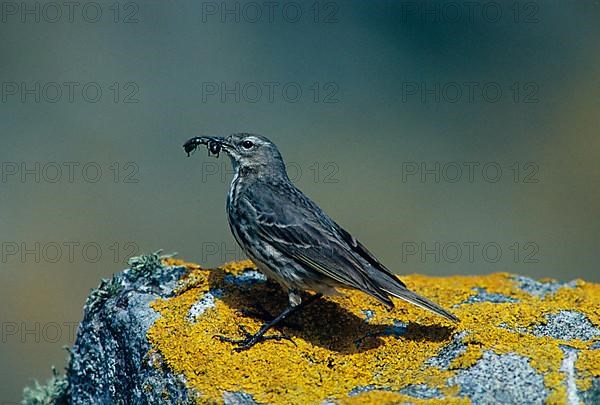 Water pipit