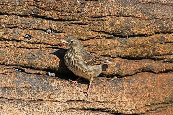 Eurasian rock pipit