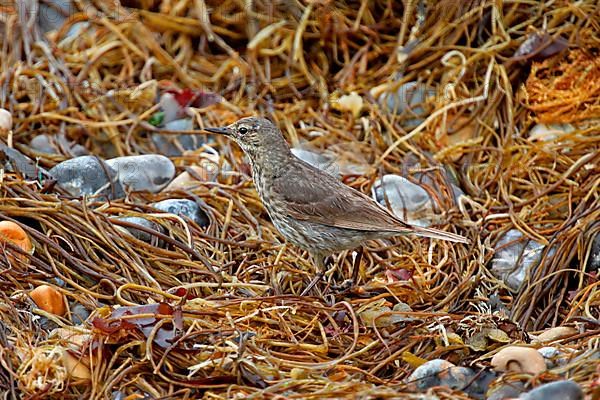 Eurasian rock pipit