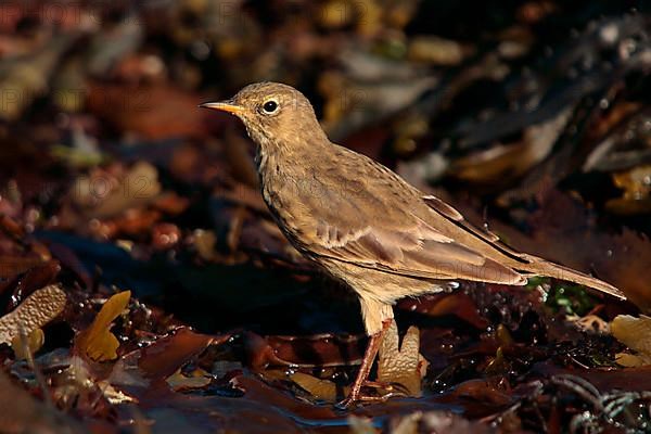 Rock Pipit