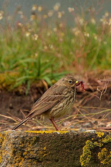 Rock pipit