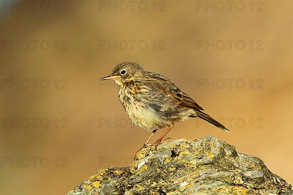 Rock Pipit