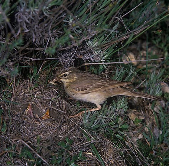 Tawny pipit